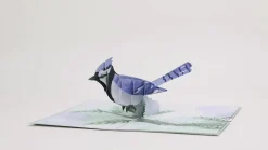 Lovepop Greeting Cards|Just Because|Winter Blue Jay Pop-Up Card
